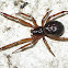 False widow