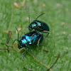 Alder leaf beetles