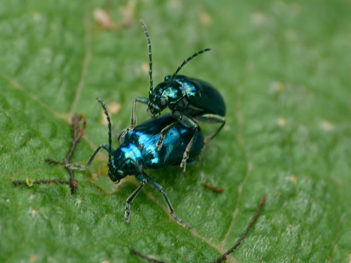 Alder leaf beetles