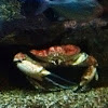 Tasmanian king crab