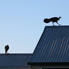 Australian Brush Turkey