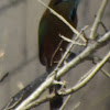 Turquoise eyebrowed motmot