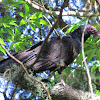 Zopilote cabecirrojo (Turkey vulture)
