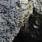 Large Painted Locust