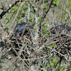 Little Blue Heron (2 nests)