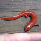 Mud Salamander