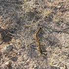 common desert centipede