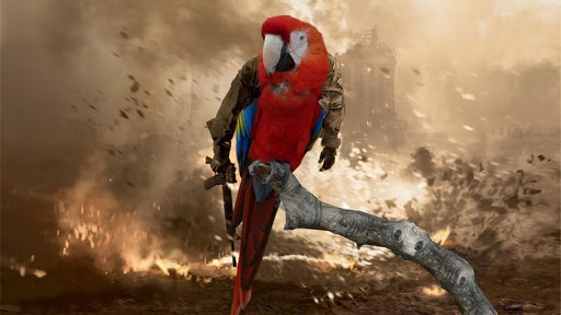 Macaw Bird HD Wallpaper
