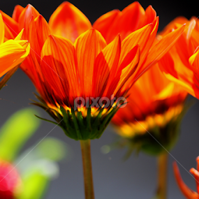 Gazania by Nikki Wilson - Flowers Flower Gardens