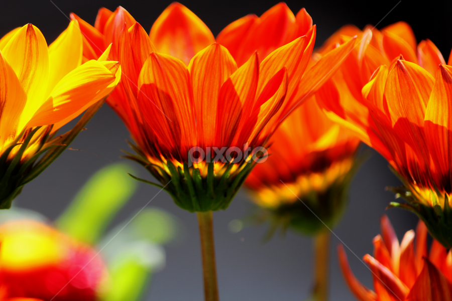 Gazania by Nikki Wilson - Flowers Flower Gardens