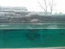Zoo - Bassin des Otaries