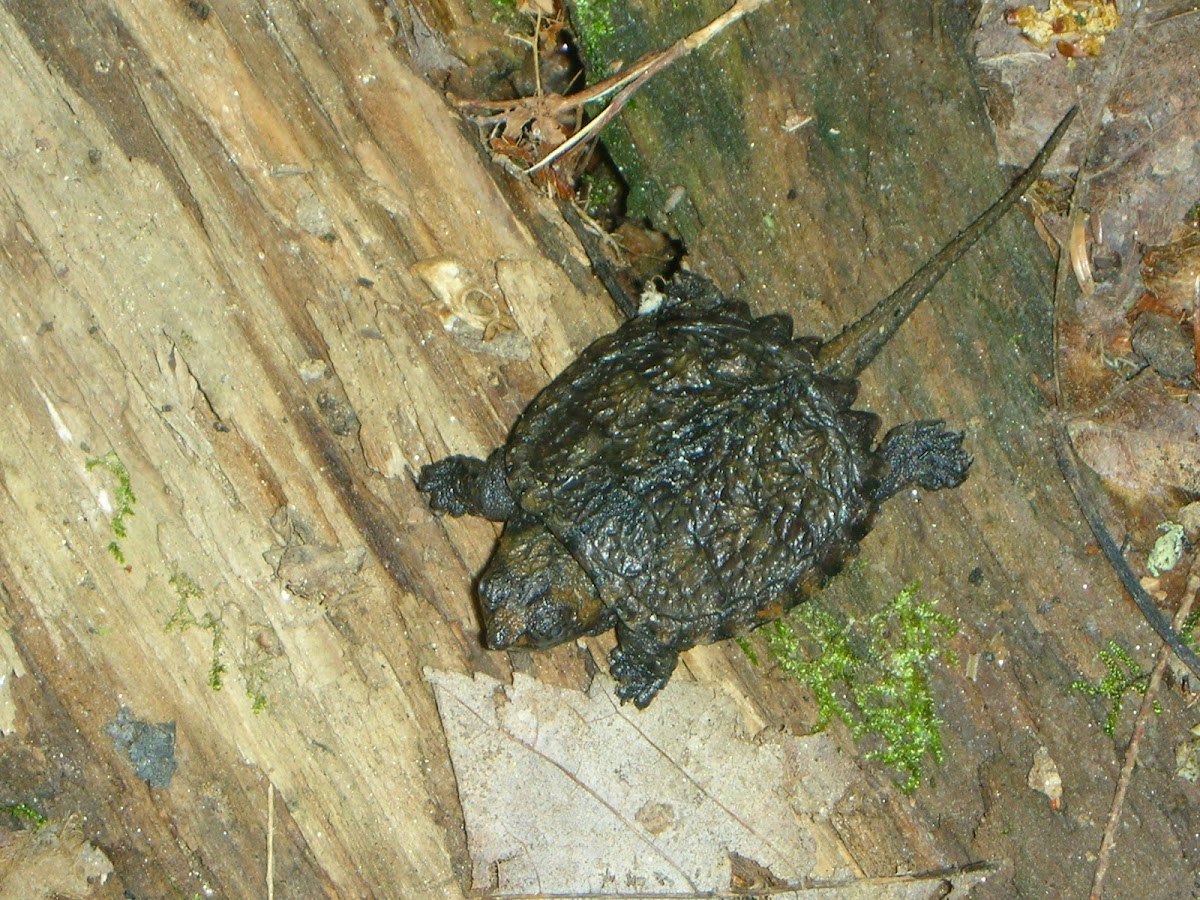 Juvenile Snapping Turtle