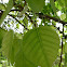 Ficus ( Bo leaves )