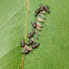 eucalyptus leaf-beetle larvae
