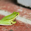 Green Tree Frog