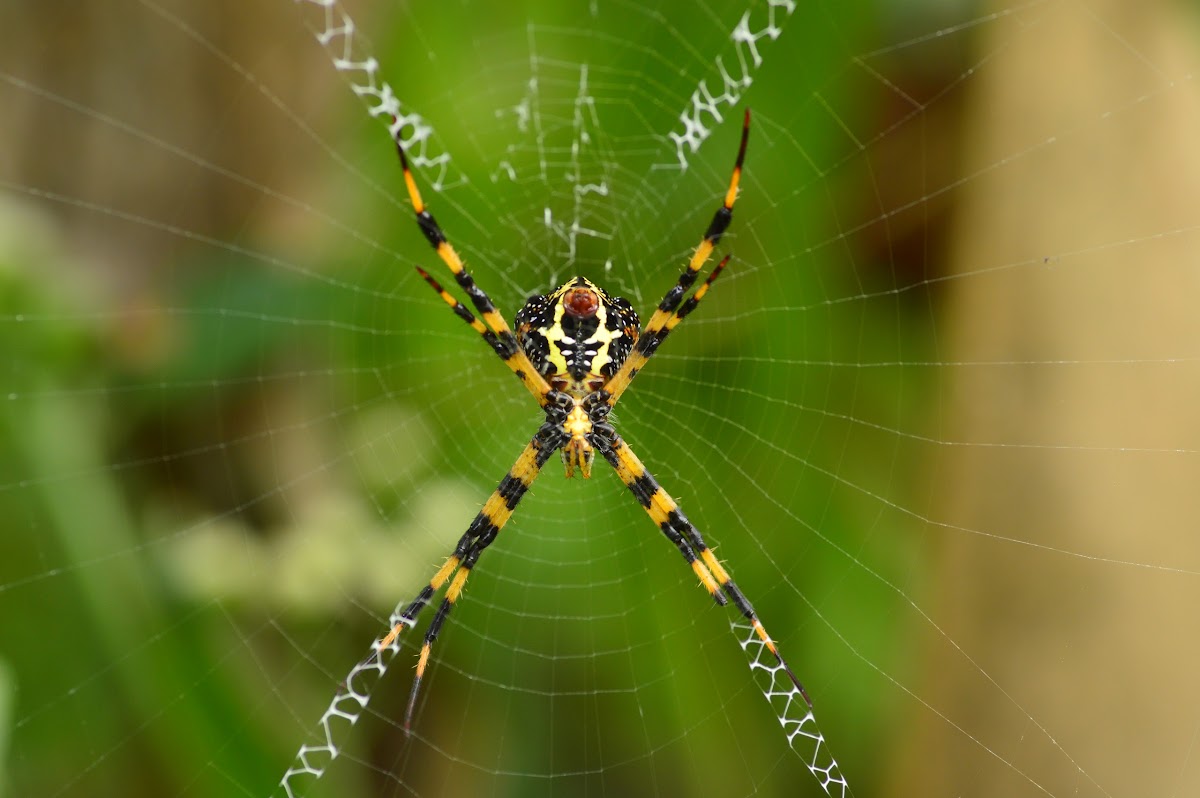 Black and yellow garden spider