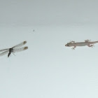 House gecko and dragonfly