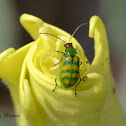 Banded Cucumber Beetle