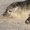 Earless seal