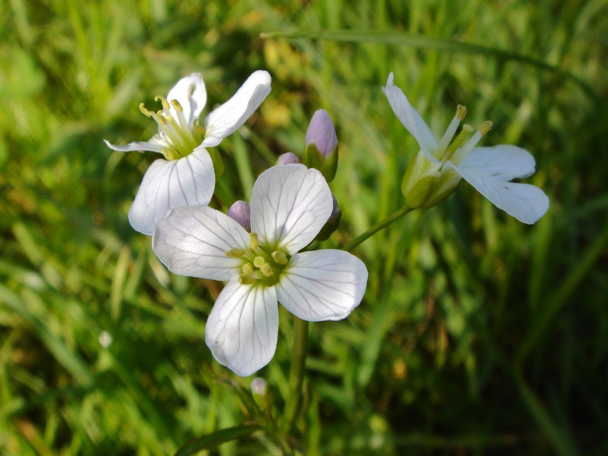 Cuckoo Flower, also called Lady's Smock