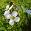 Cuckoo Flower, also called Lady's Smock