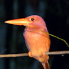 rubby kingfisher