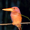 rubby kingfisher