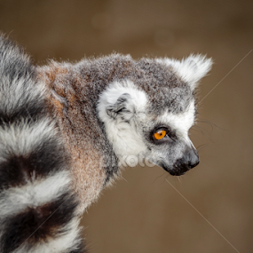 King Julian  by Phil Hanna - Animals Other Mammals