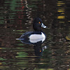 Ring-necked duck (male)