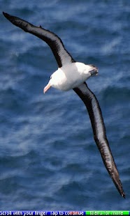 Free Download English Adjectives APK