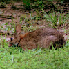 Eastern or New England Cottontail Rabbit