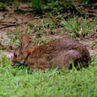 Eastern or New England Cottontail Rabbit