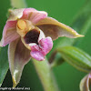 Broad-leaved Helleborine orchid