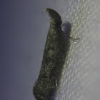 Inversed Dichomeris Moth