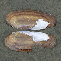 Pacific Razor Clam