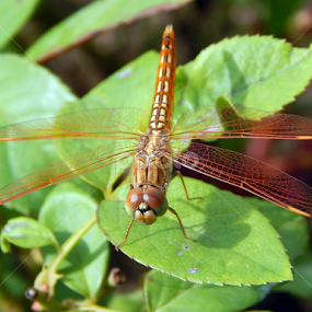 Dragonfly by Mukesh Mishra - Animals Insects & Spiders