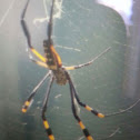 Banded-legged Golden Orb-web Spider