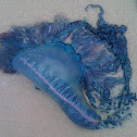 Portuguese Man'o War