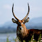 Waterbuck