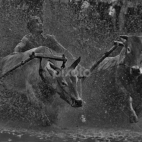 jawi by Nasaruddin Naseh - Black & White Sports