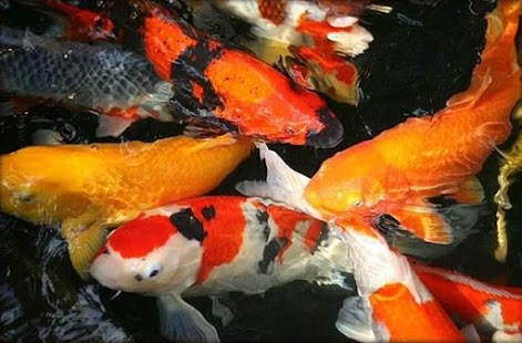 Fancy Koi Fish Live Wallpaper Screenshots 0