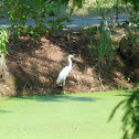 Snowy Egret