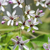 Chinaberry, Bead-tree or Cape Lilac