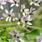 Chinaberry, Bead-tree or Cape Lilac
