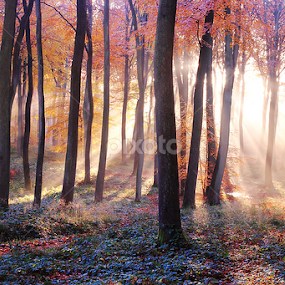 Woodland Beauty by Ceri Jones - Landscapes Forests
