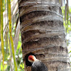 Carpintero Yucateco (Yucatan Woodpecker)
