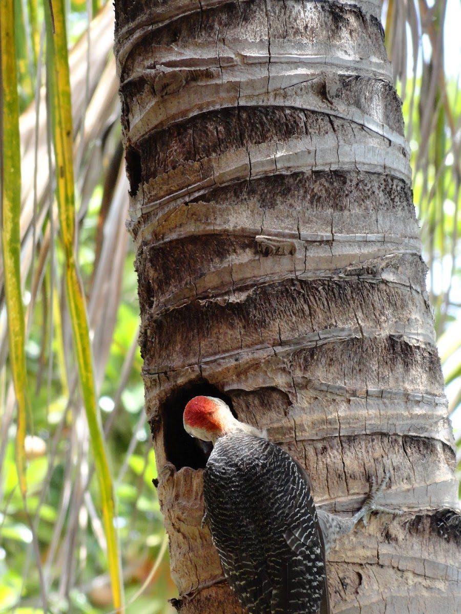 Carpintero Yucateco (Yucatan Woodpecker)