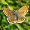 Brown Argus Butterfly