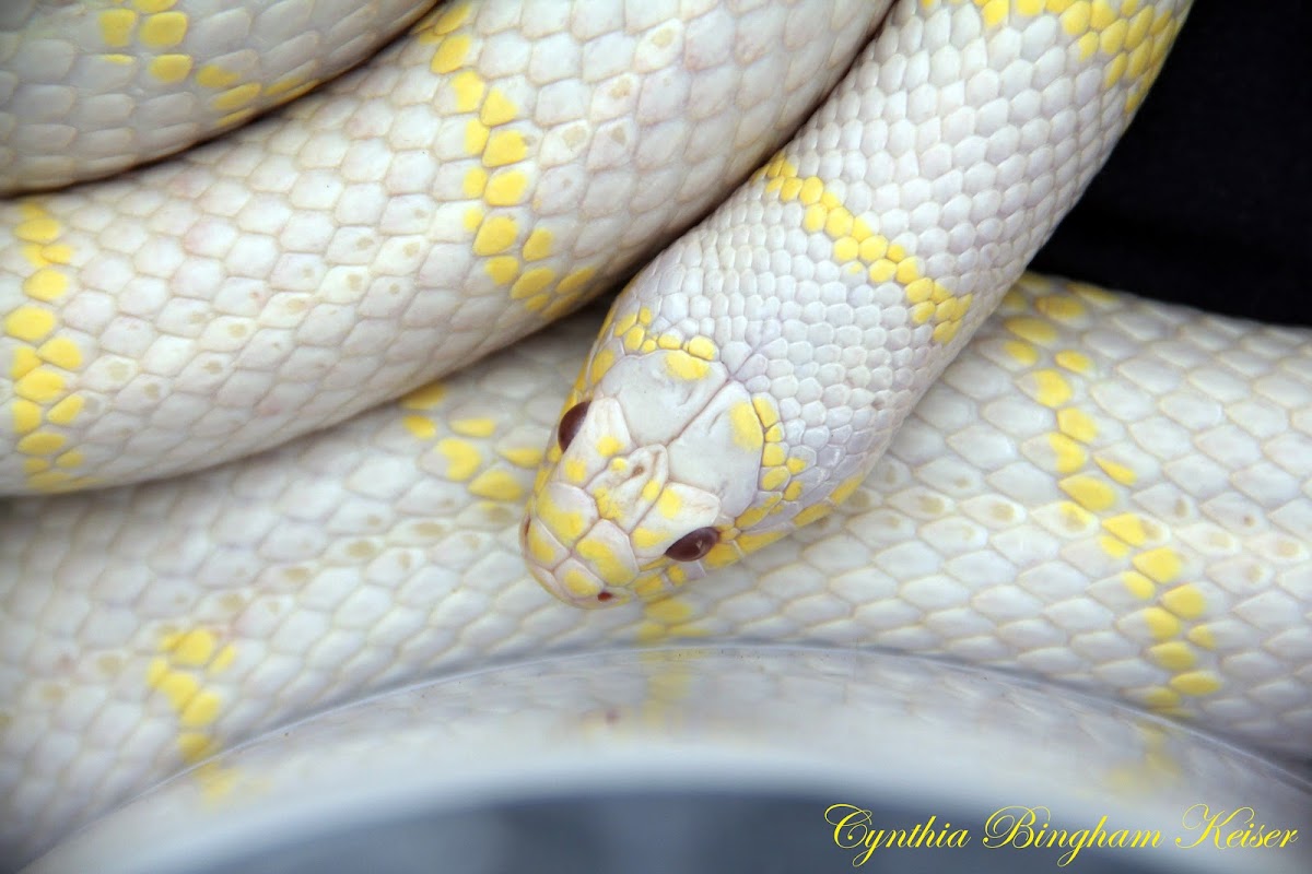 California King Snake (Albino)