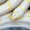 California King Snake (Albino)